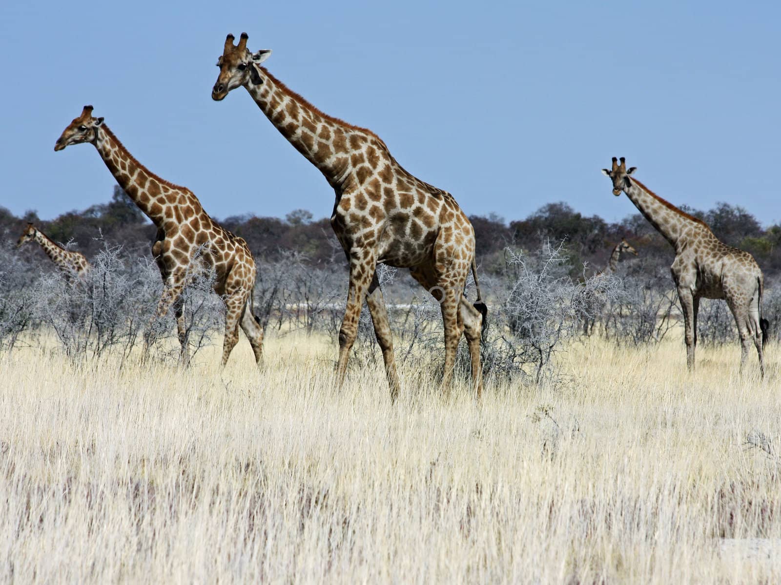 Namibian wild life, Etosha park, dry season