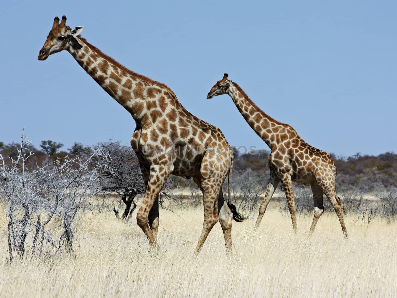 Namibian wild life, Etosha park, dry season