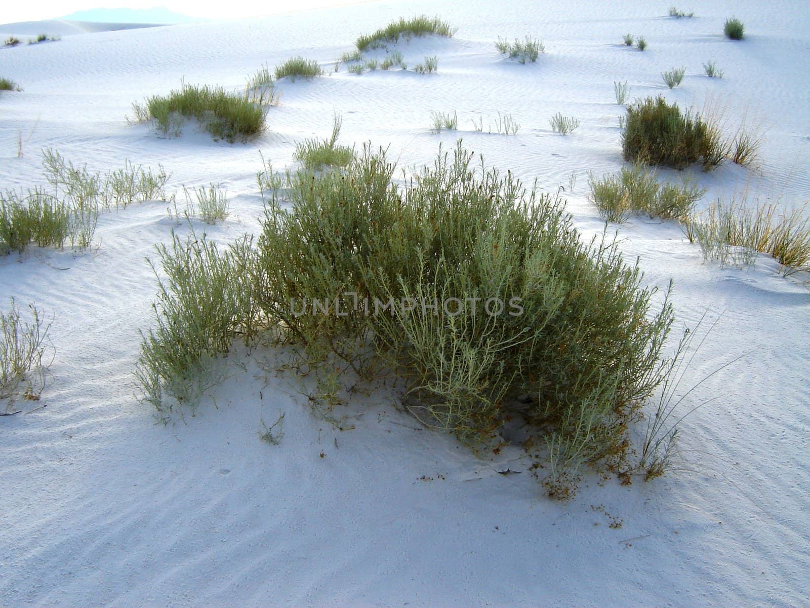 White Sands