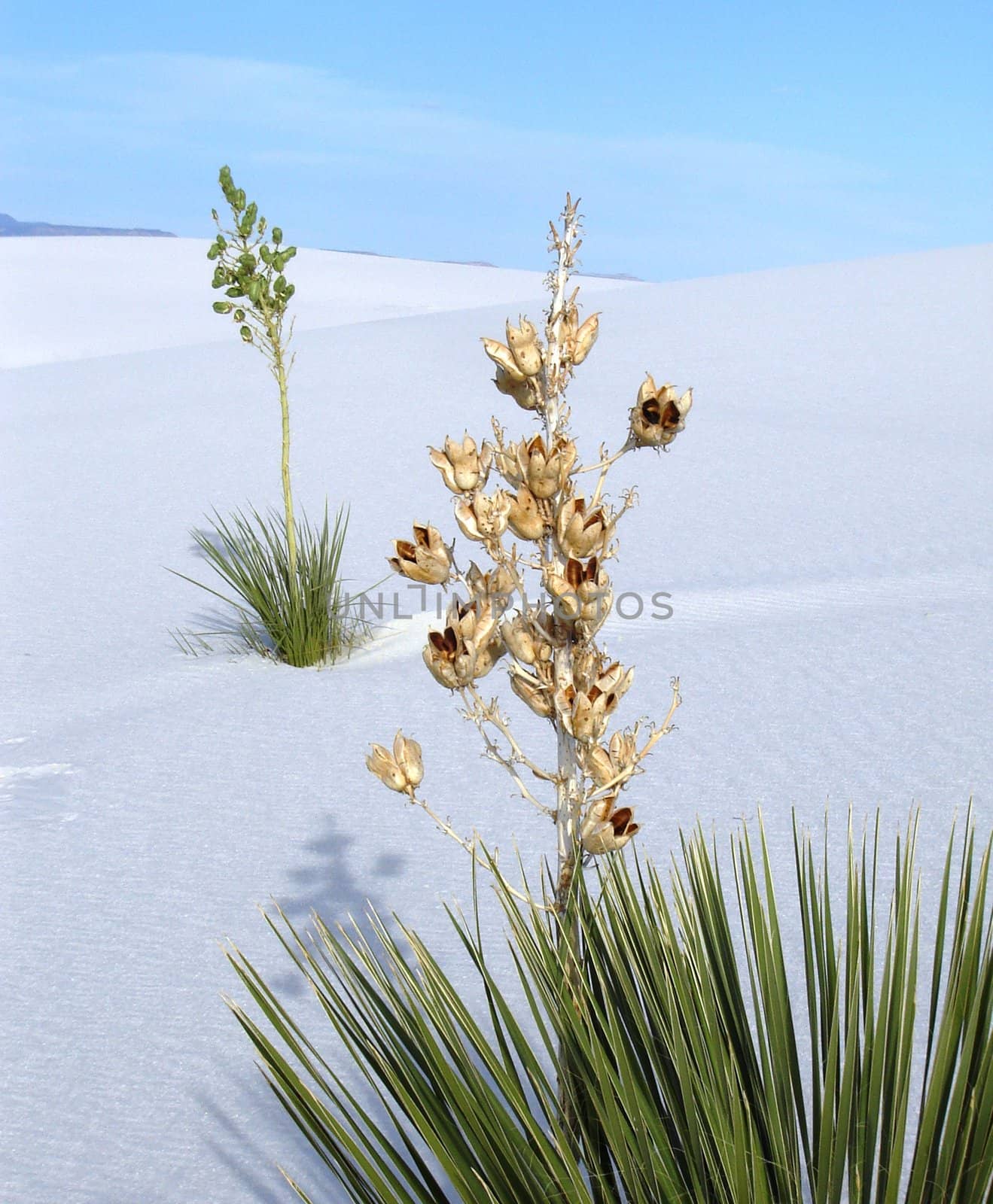 White Sands by RefocusPhoto