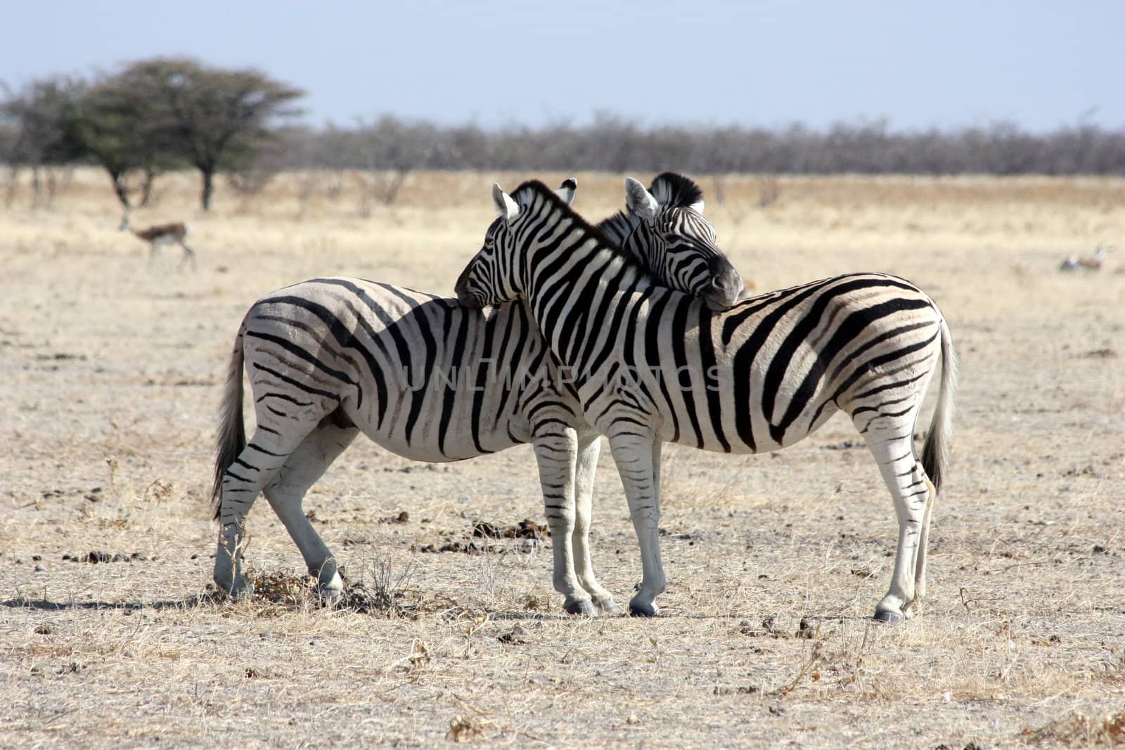 The rest of zebras, Namibia, Etosha Park