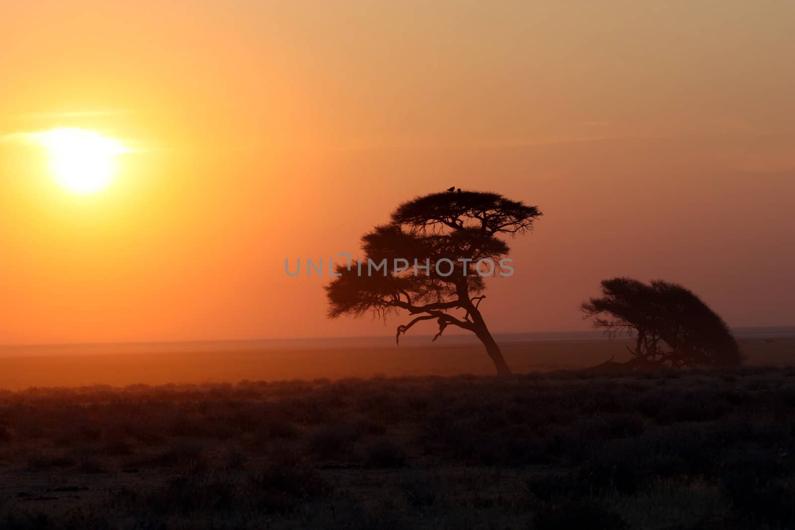 Sunrise in Etosha Park, Namibia, cold season