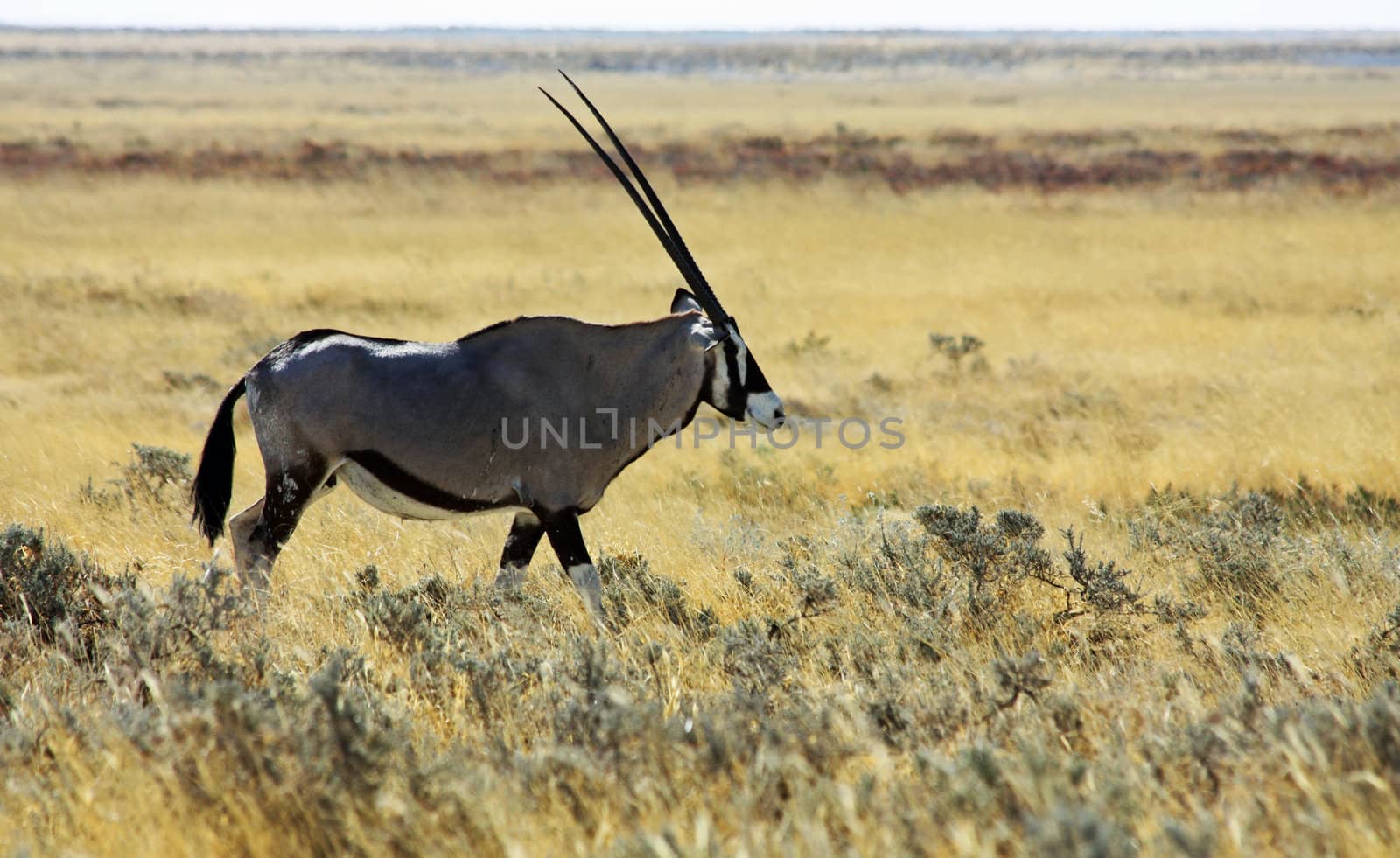 Namibian wild life, Etosha park, dry season