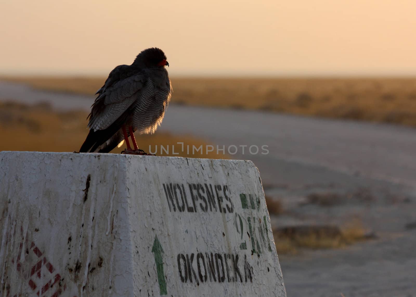 Bird on a direction signal, Namibia, Etosha Park