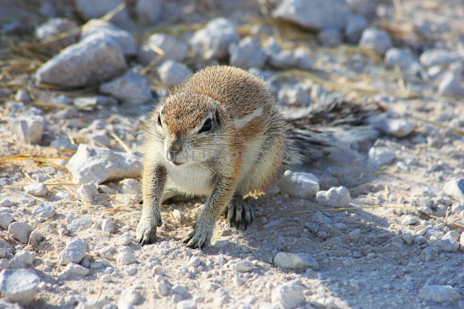 Namibian wild life, Etosha park, dry season