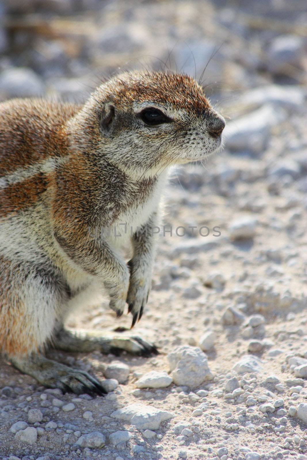 Namibian wild life, Etosha park, dry season