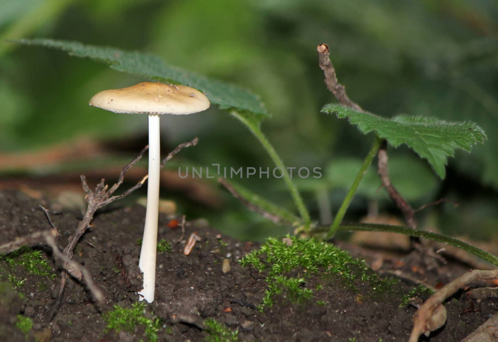 Mushroom on the ground in the forest by Elenaphotos21