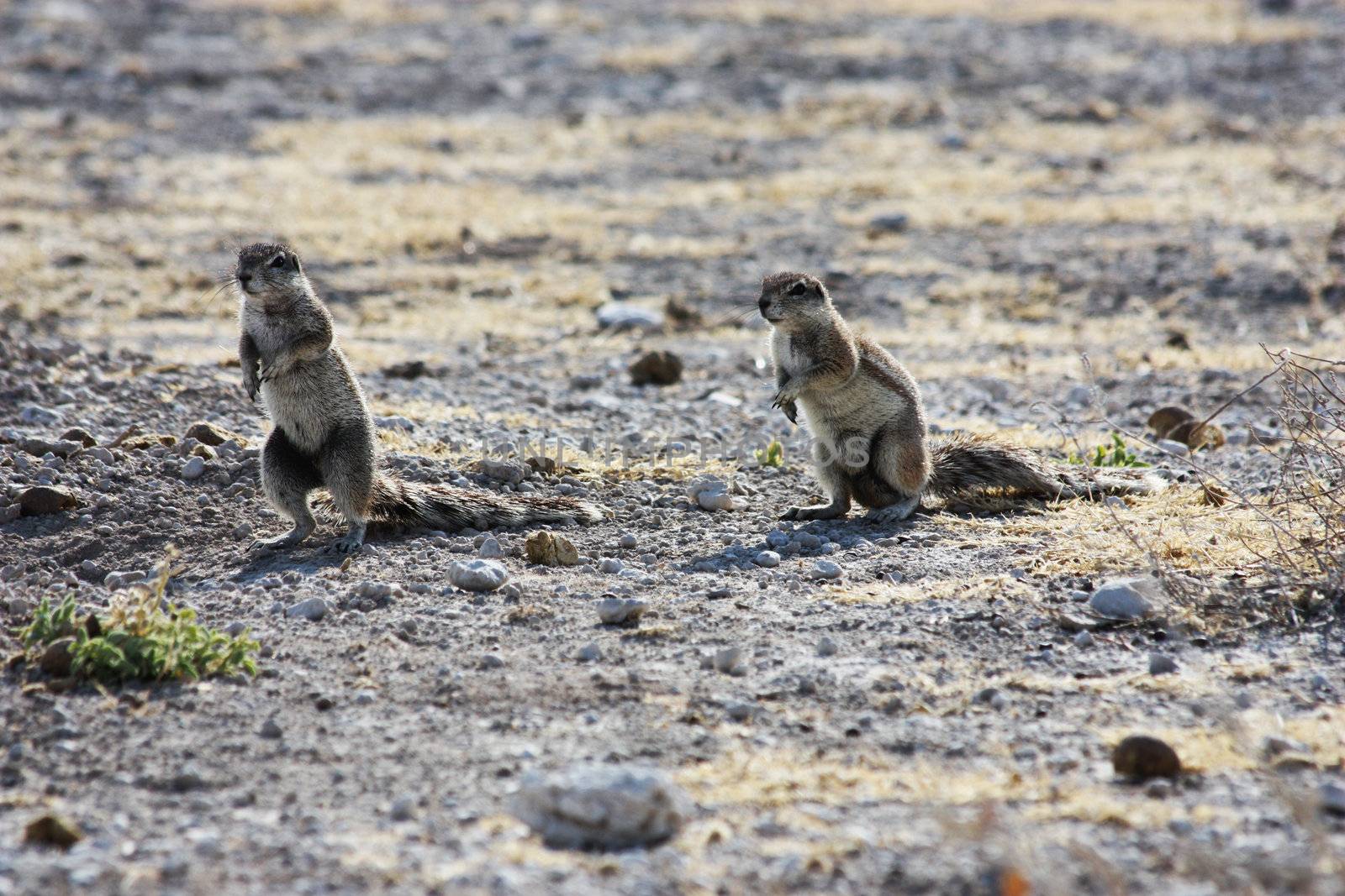 Namibian wild life, Etosha park, dry season