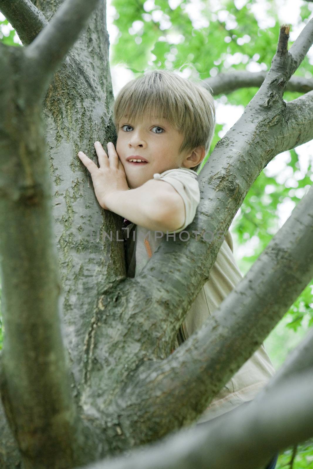 cute boy hanging from branch of tree.  by elenarostunova