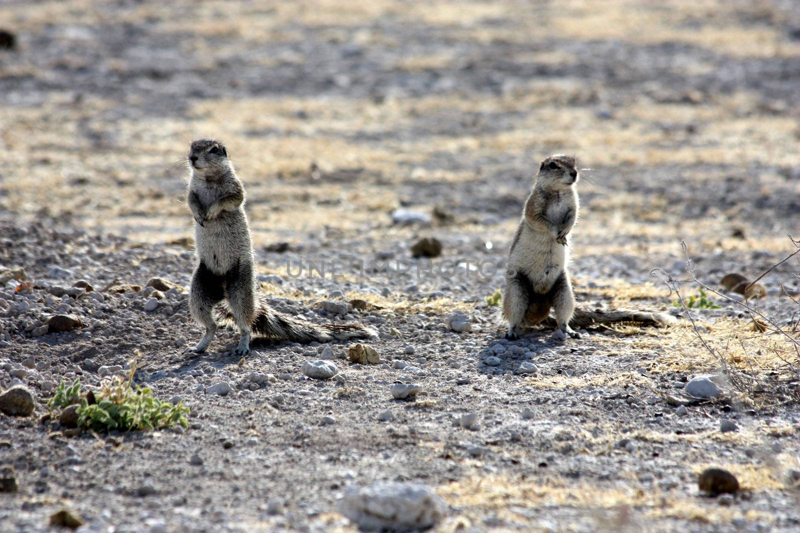 Two squirrels pay attention to dangerous, Namibia, Etosha Park