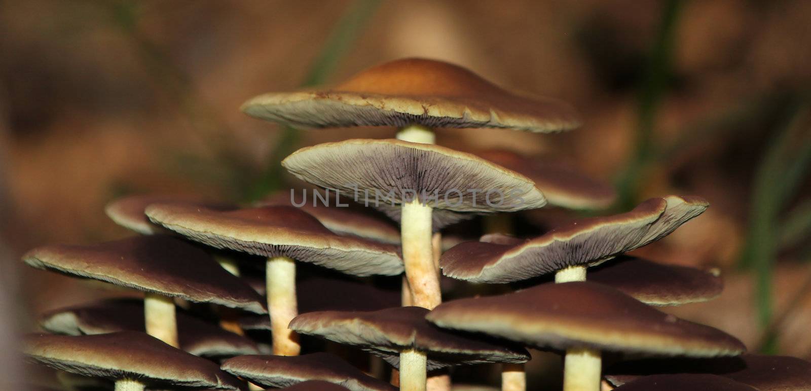 Group of brown mushrooms with a white stems in the forest