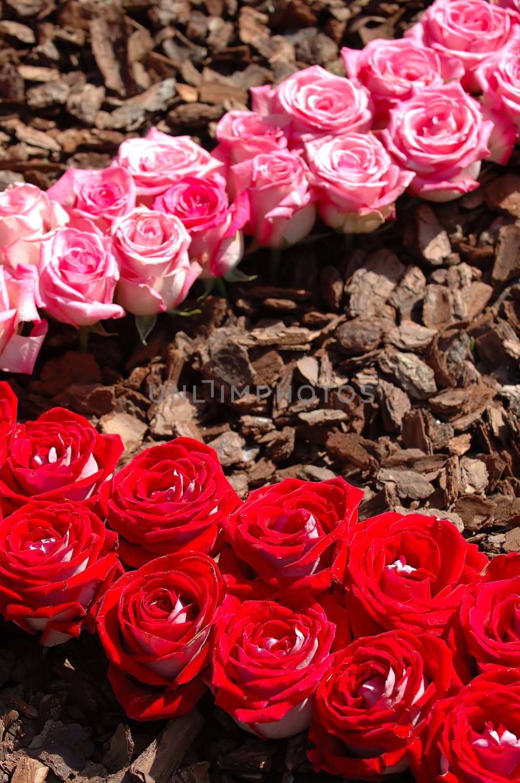 Pattern of pink and red roses, and the barks