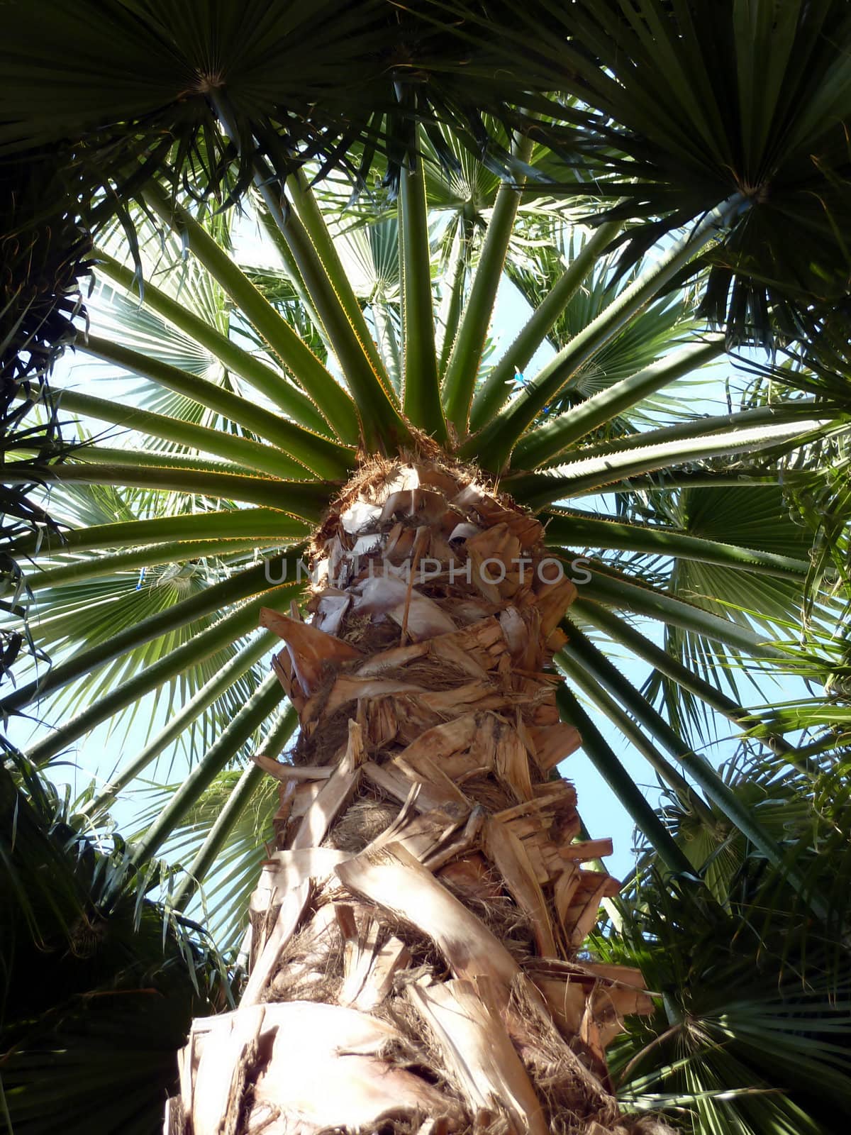 Palm tree by Elenaphotos21