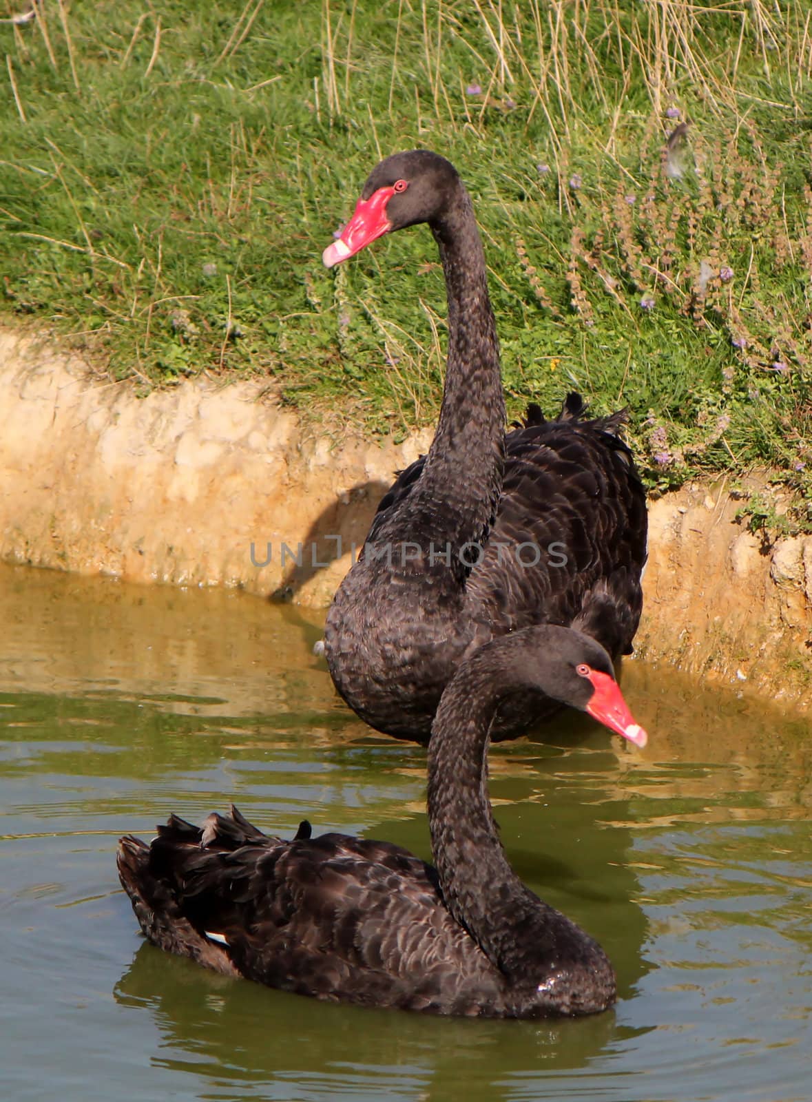 Black swans by Elenaphotos21