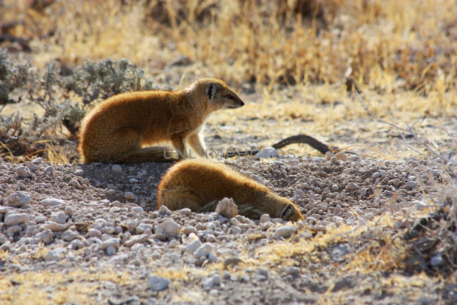 Namibian wild life, Etosha park, dry season