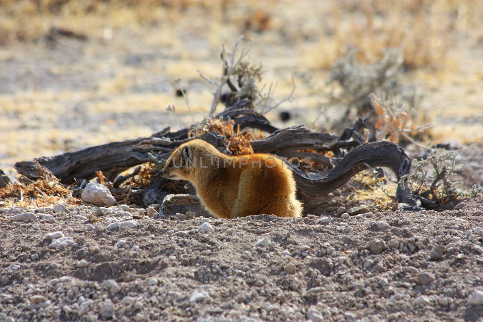 Namibian wild life, Etosha park, dry season