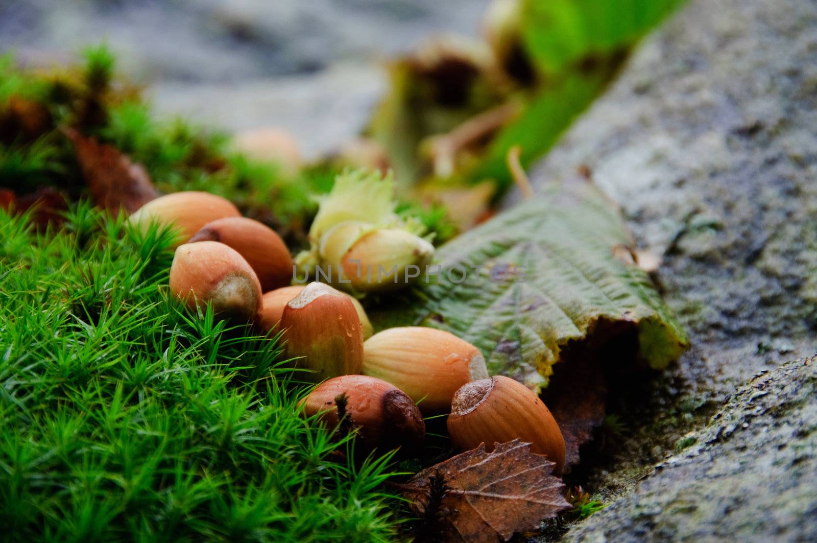 Some hazelnuts, located on a forest floor of moss