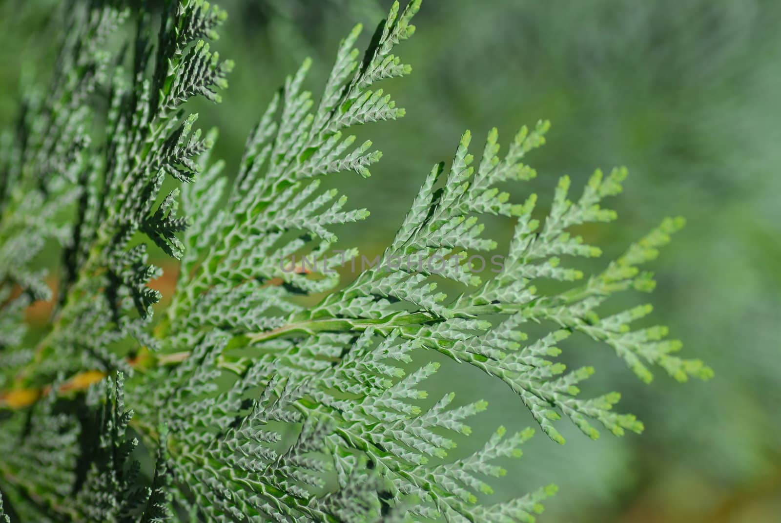 Natural garden background of the thuja tree partly out of focus.