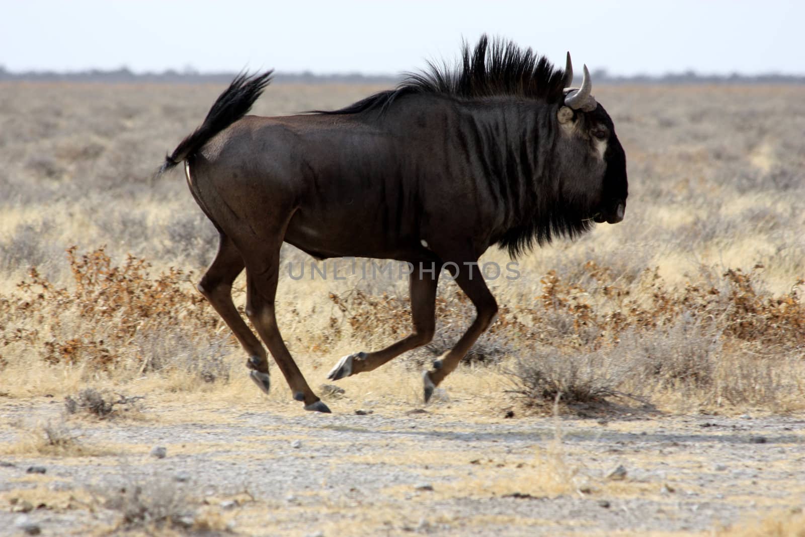 A gnu running in Etosha Park, Namibia