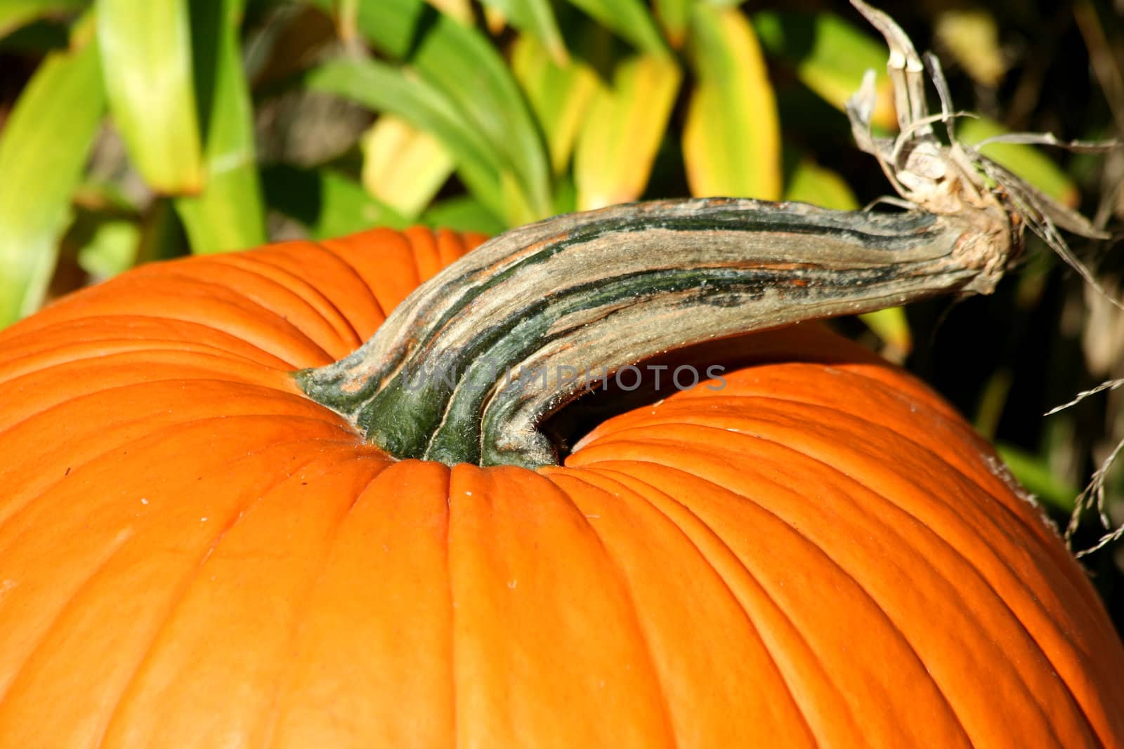 Close up of a Pumpkin stem