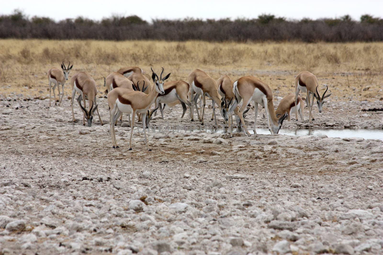 Namibian wild life, Etosha park, dry season