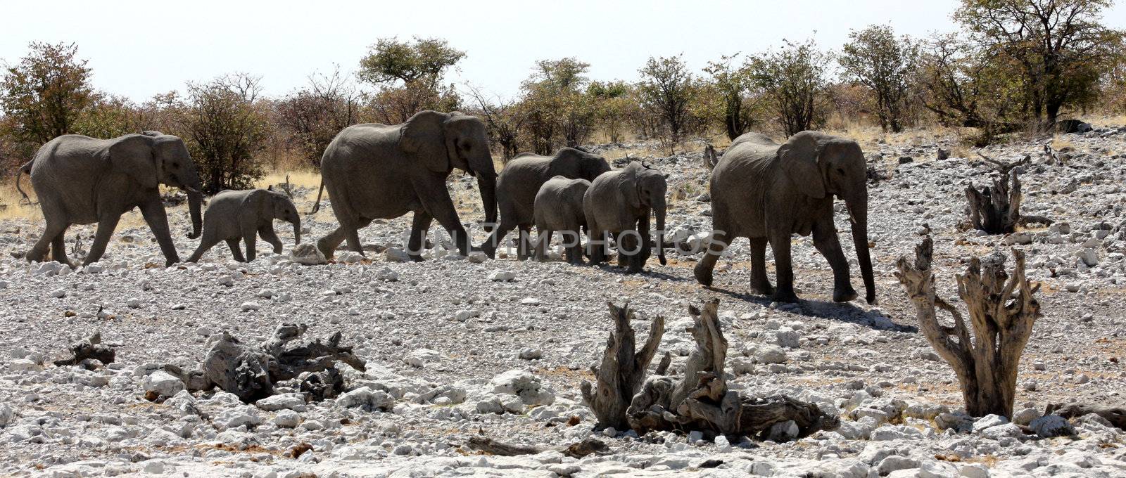 Namibian wild life, Etosha park, dry season