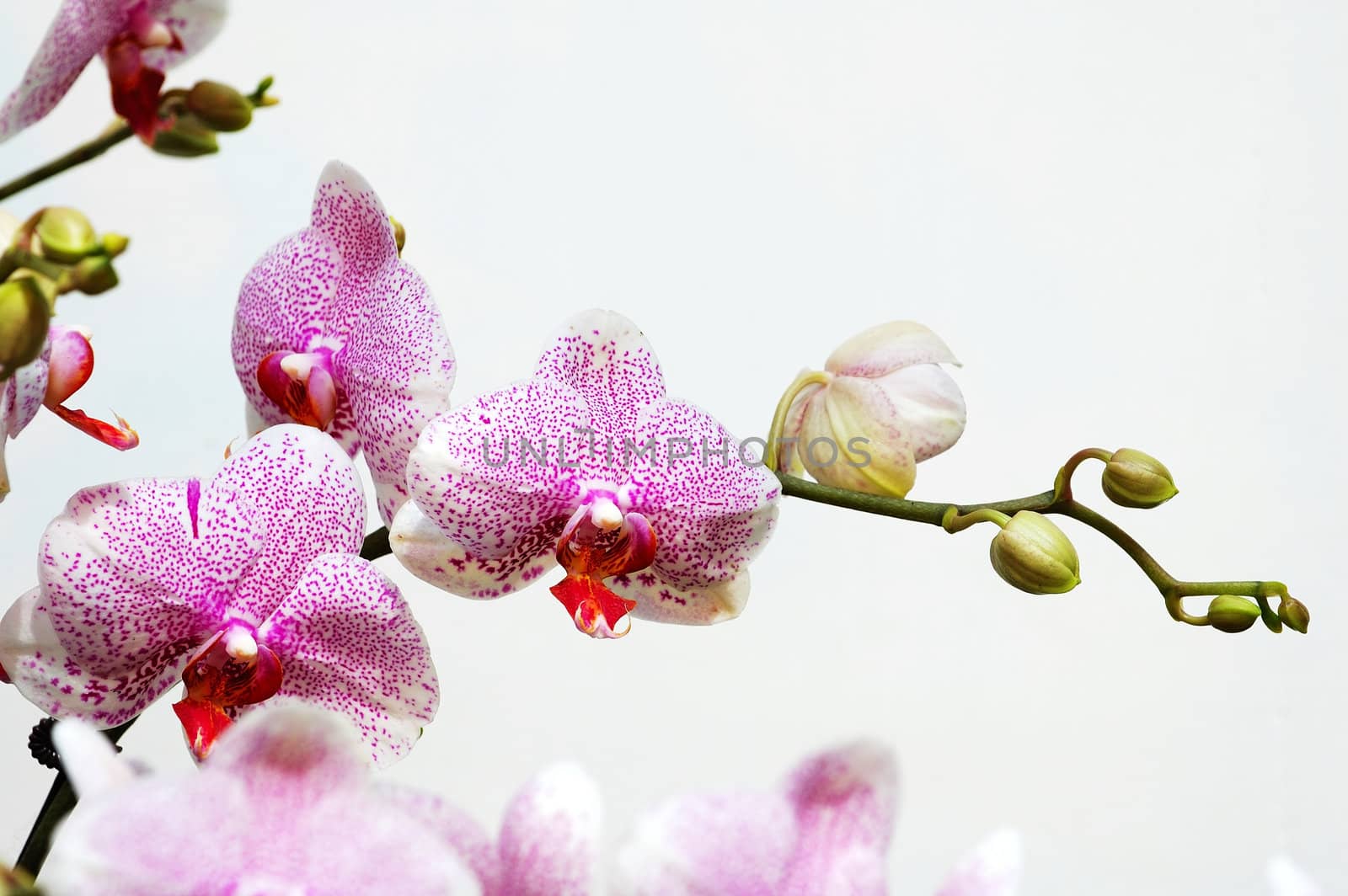 The pink spot orchid over white background
