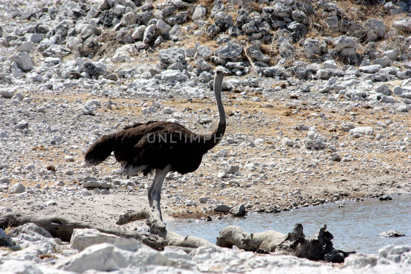 Namibian wild life, Etosha park, dry season