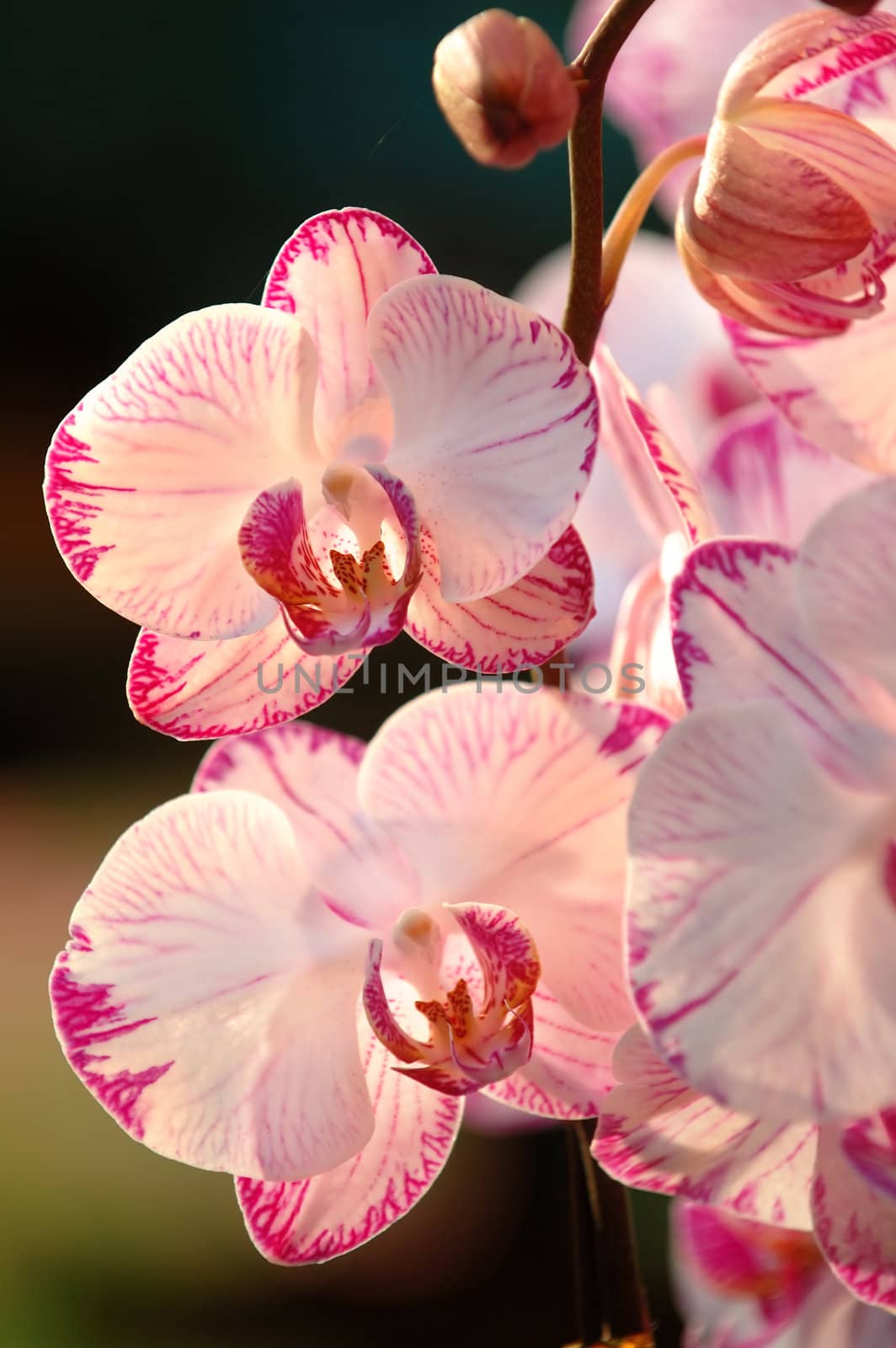 A close up shot of white orchid