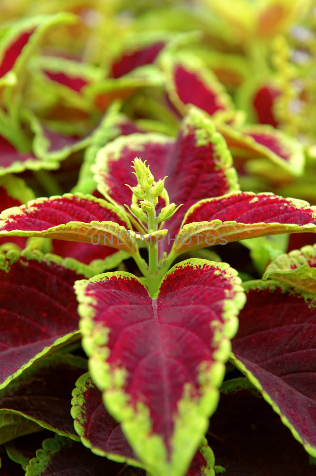 The close up shot of herb leaves with red and green