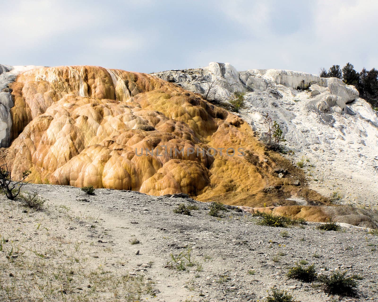 Yellowstone National Park View