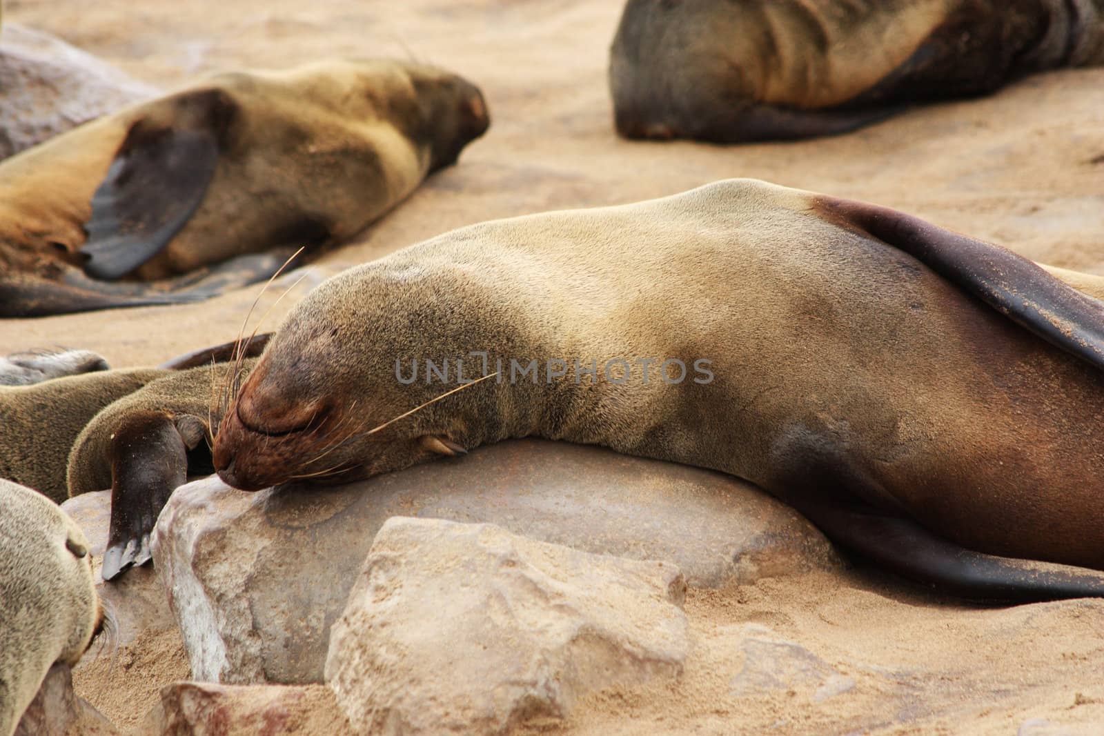 Namibian wild life, Cape Cross, dry season