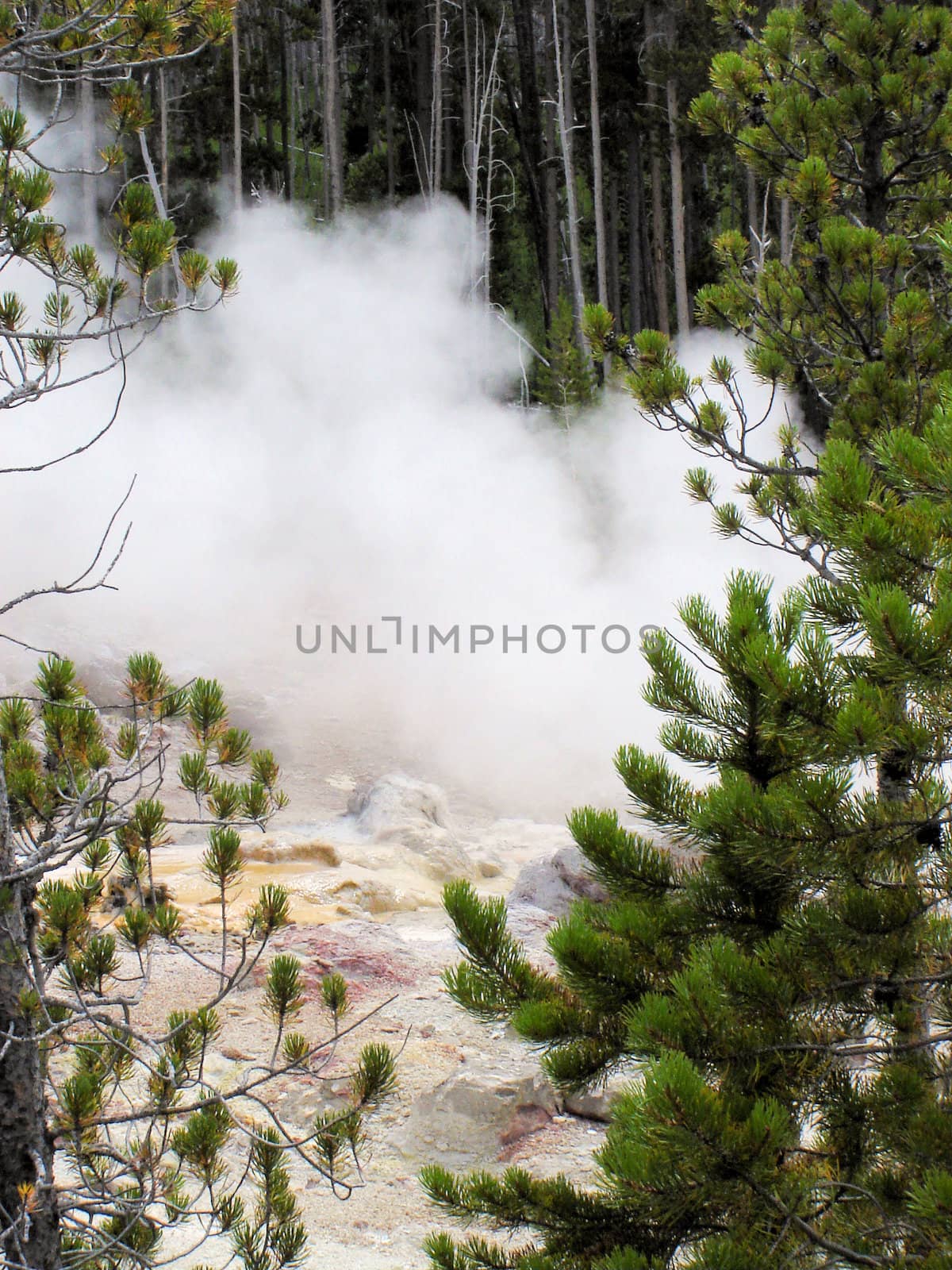 Yellowstone National Park View