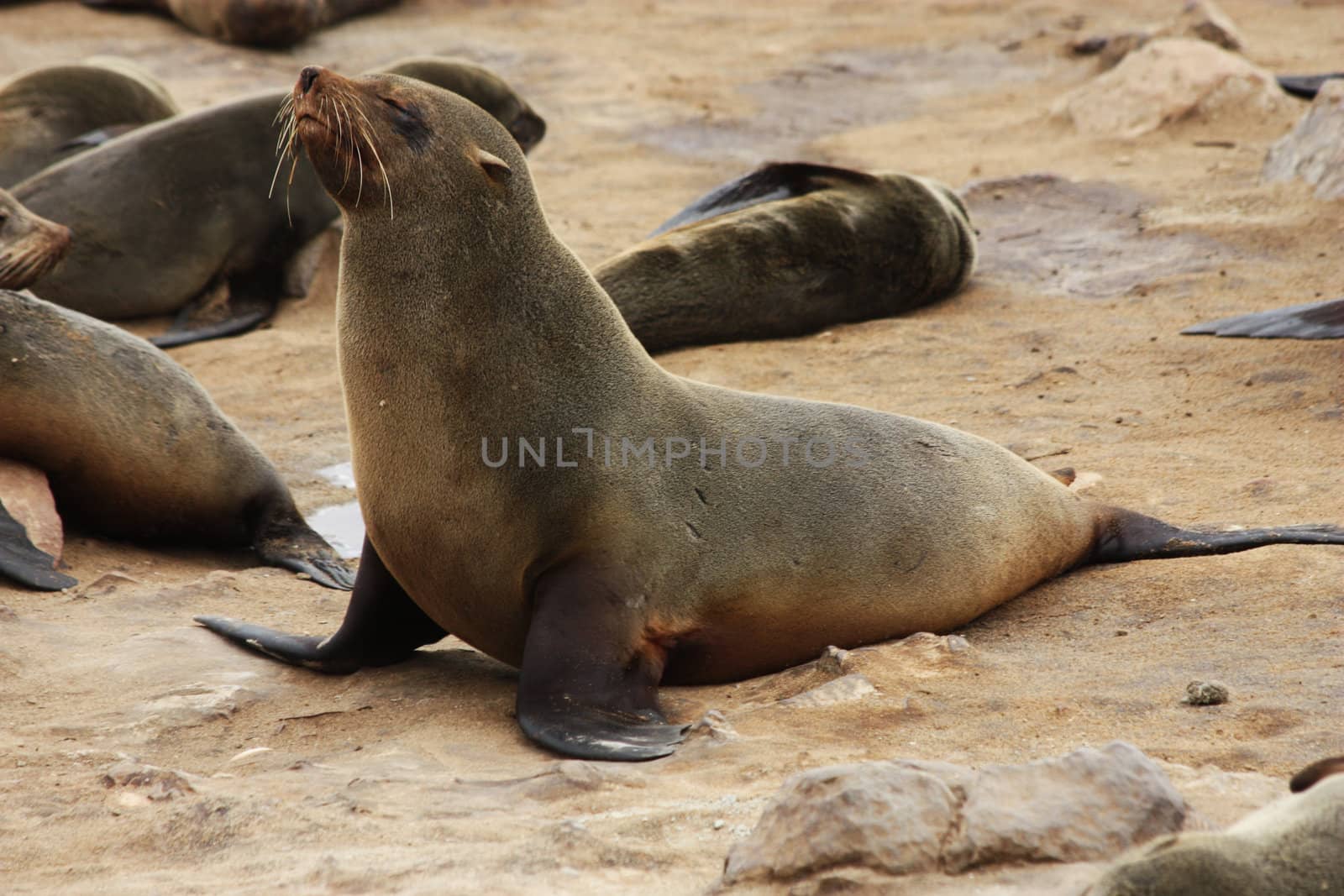 Namibian wild life, Cape Cross, dry season