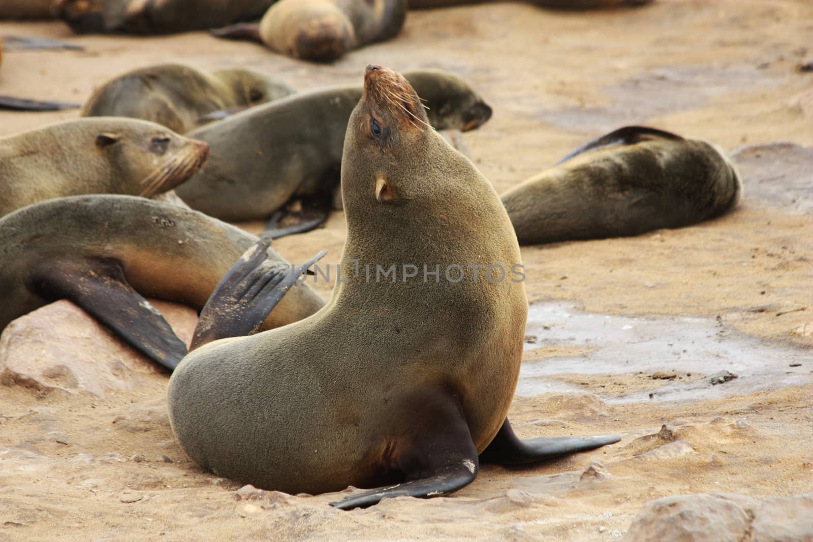 Namibian wild life, Cape Cross, dry season