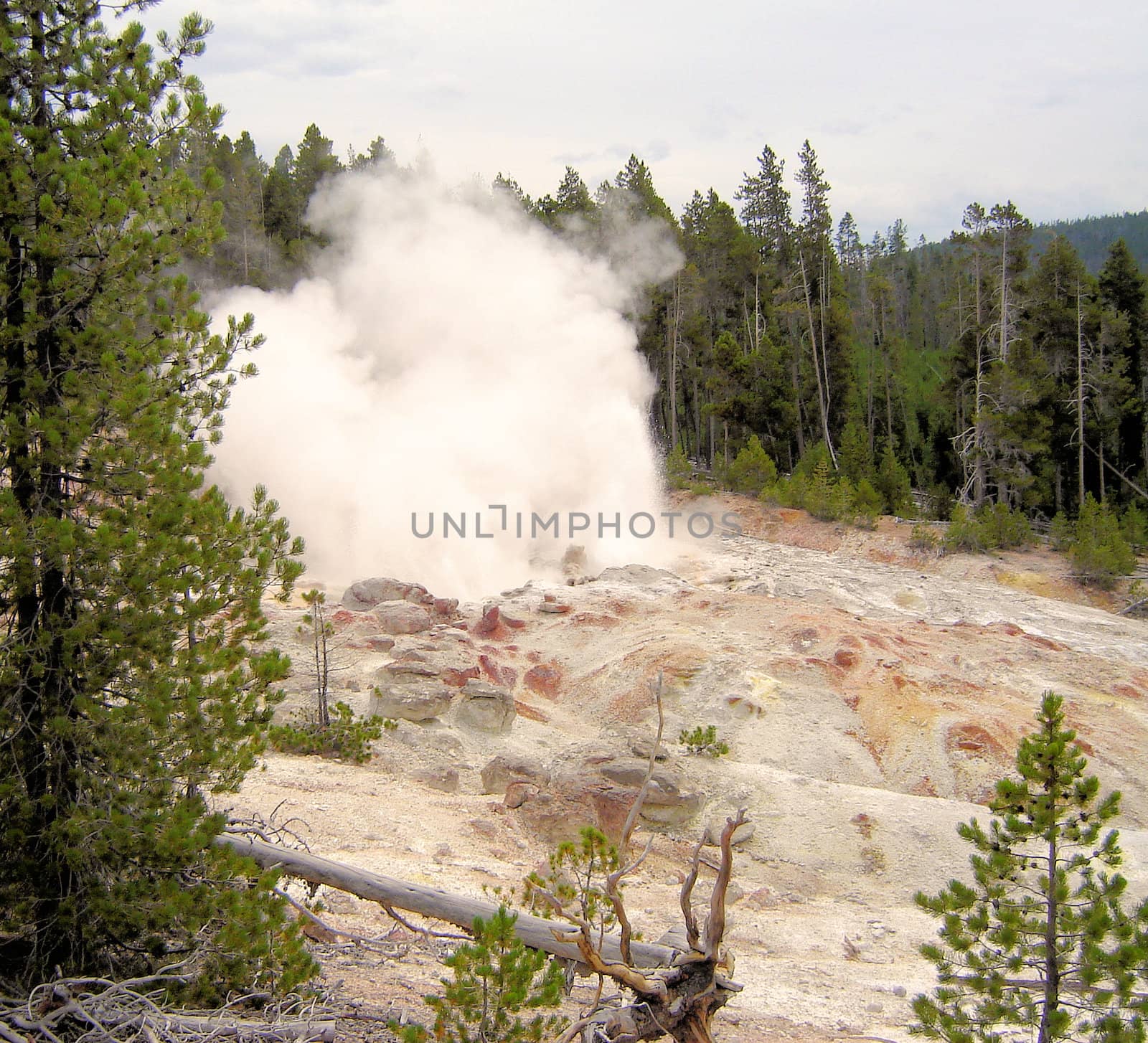 Yellowstone National Park View by RefocusPhoto