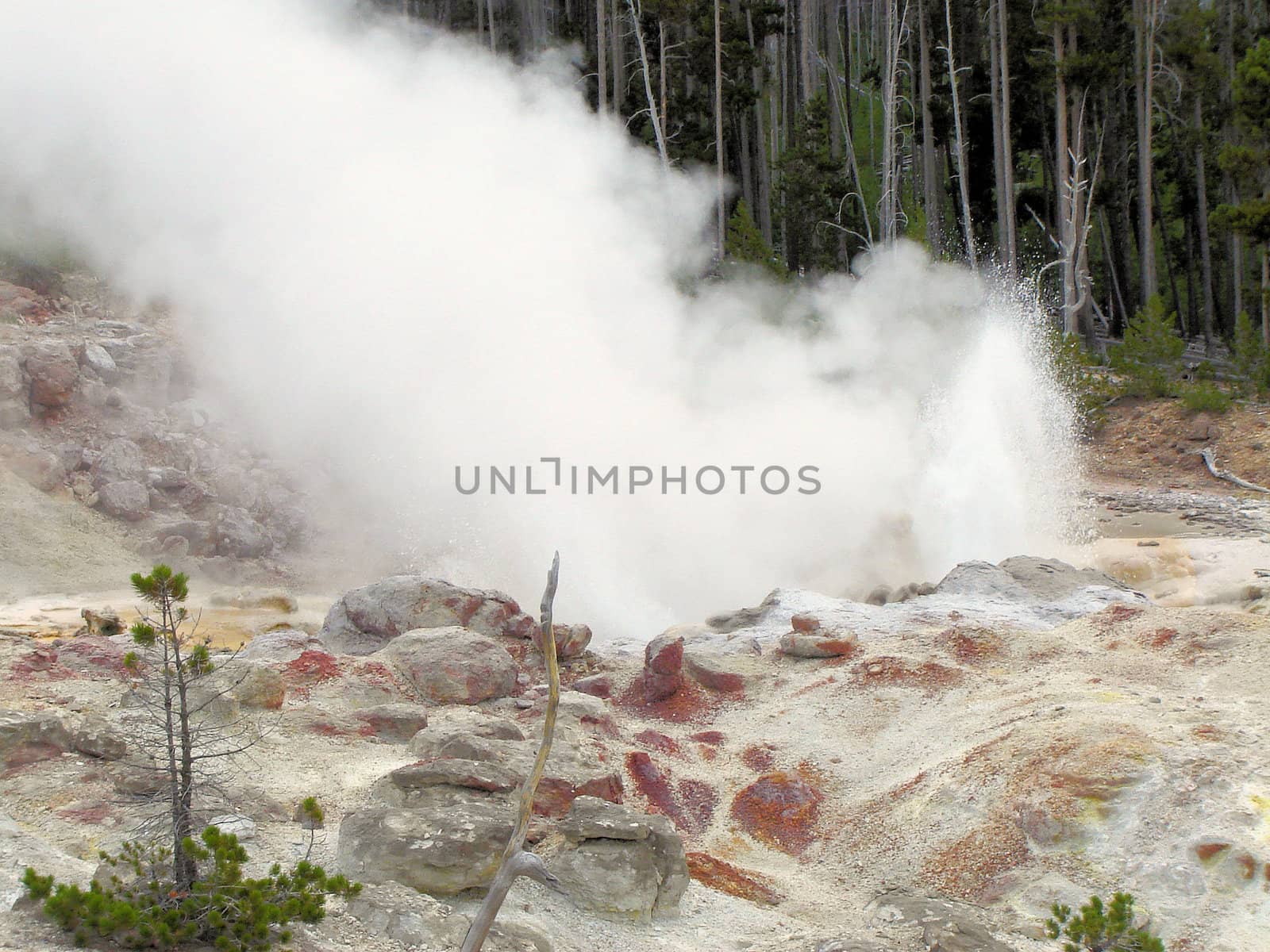 Yellowstone National Park View