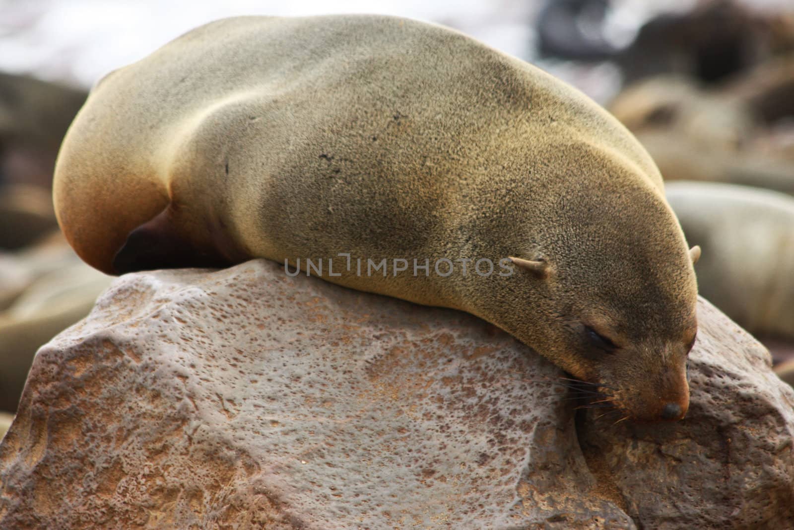 Namibian wild life, Cape Cross, dry season