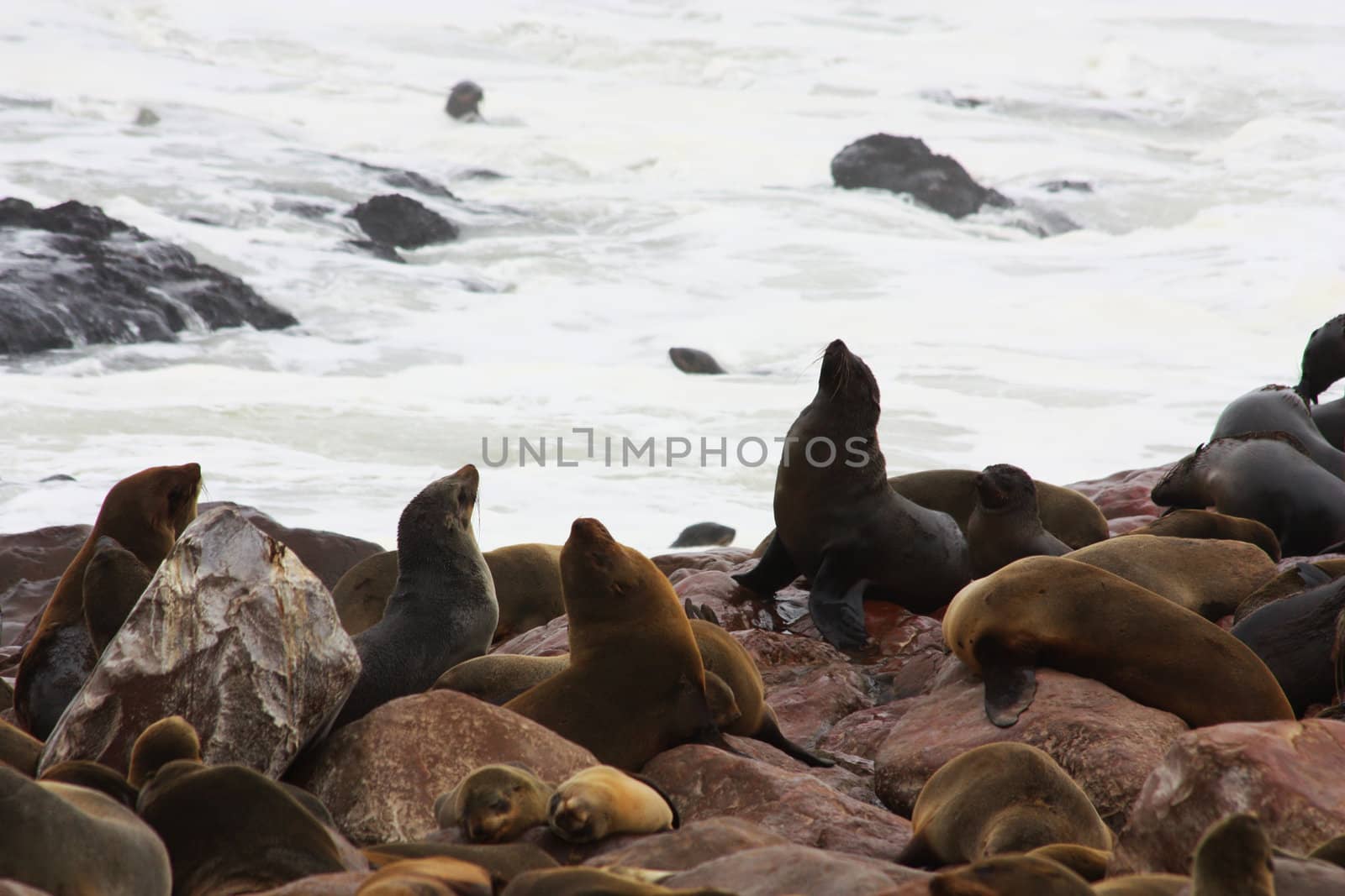 Namibian wild life, Cape Cross, dry season