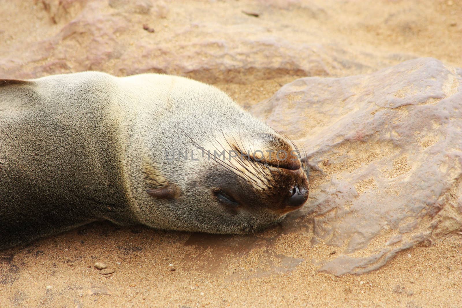 Namibian wild life, Cape Cross, dry season