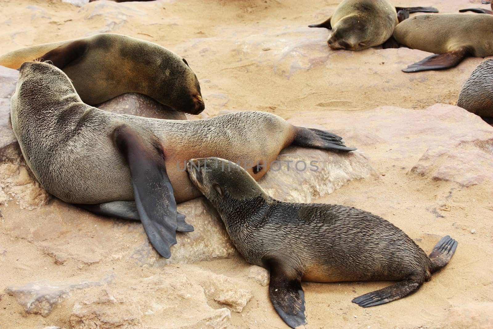 Namibian wild life, Cape Cross, dry season