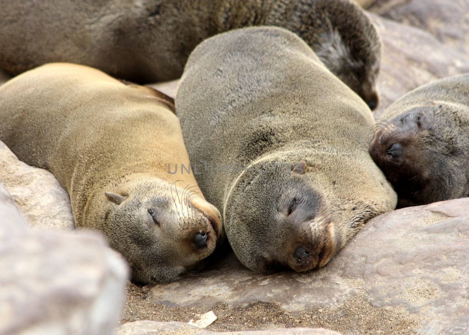 Brown Fur Seals (Arctocephalus pusillus) on Cape Cross, Namibia, Africa