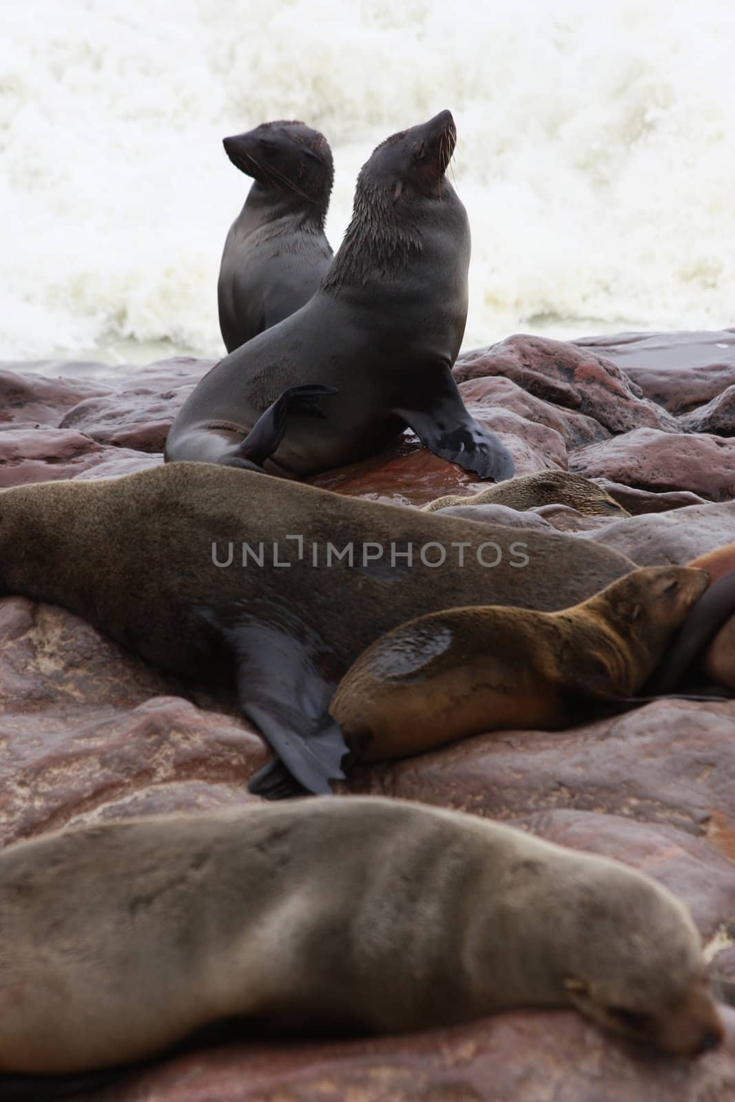 Namibian wild life, Cape Cross, dry season