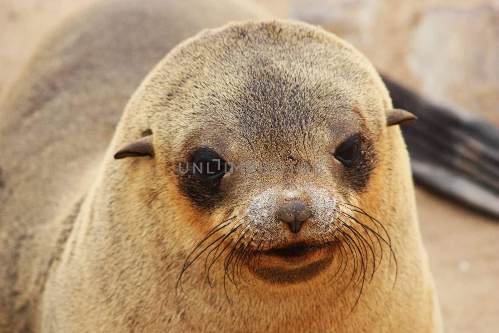 Namibian wild life, Cape Cross, dry season