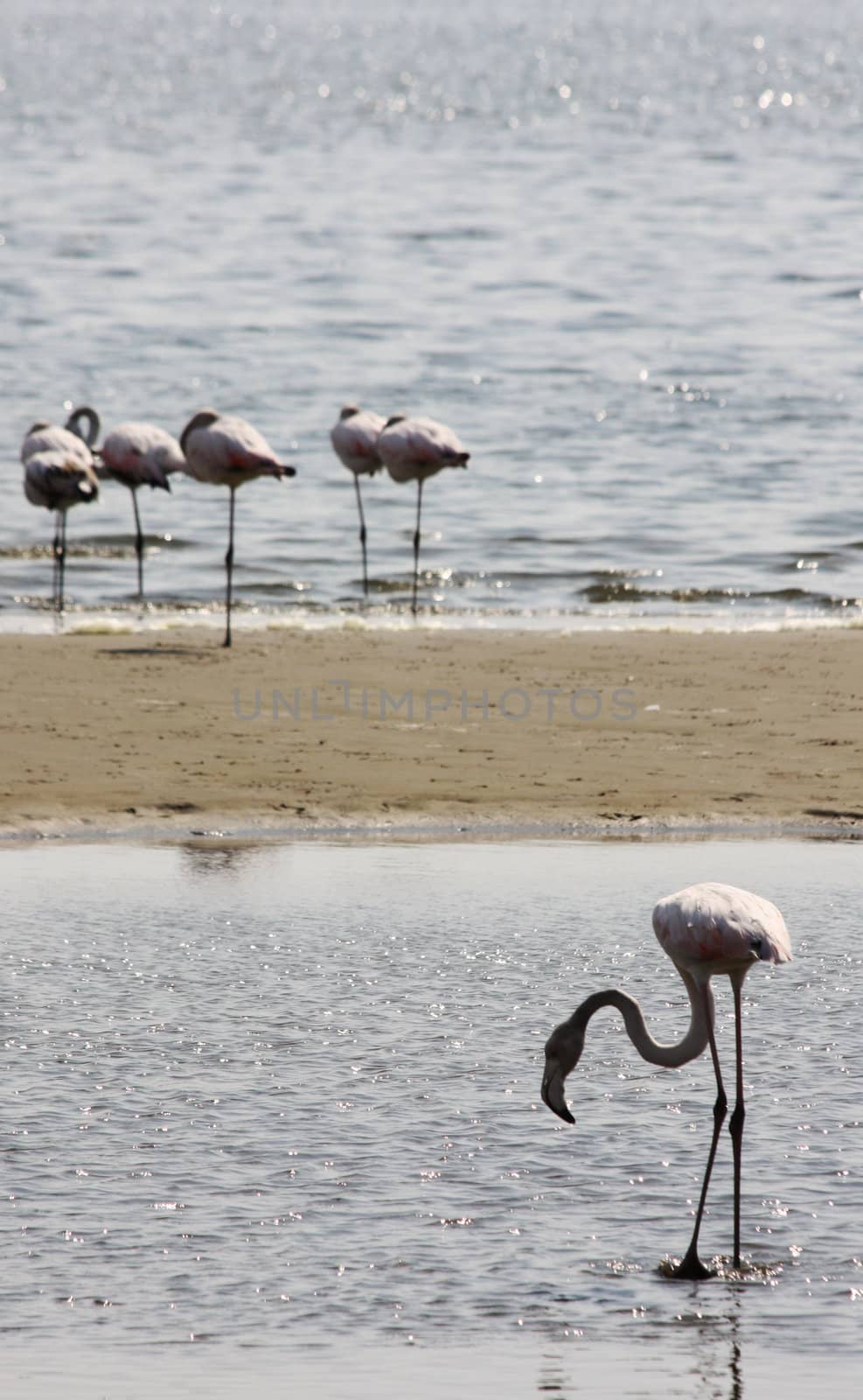 Namibian wild life, Walvis Bay , dry season