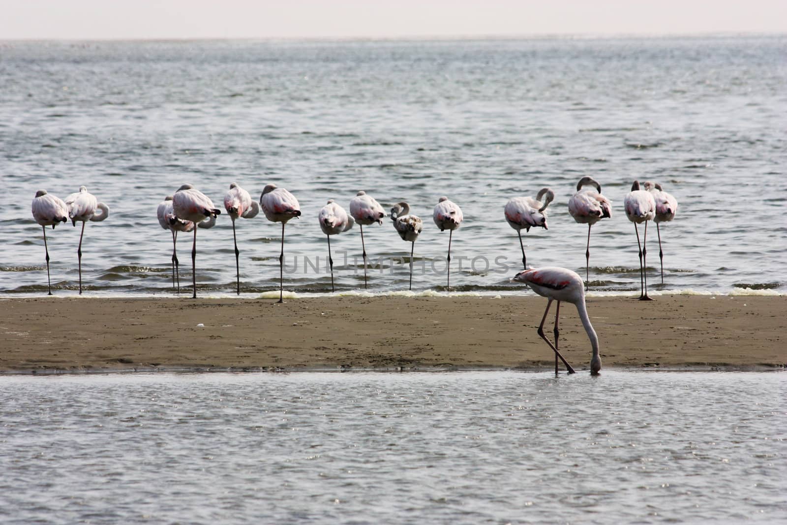 Namibian wild life, Walvis Bay , dry season