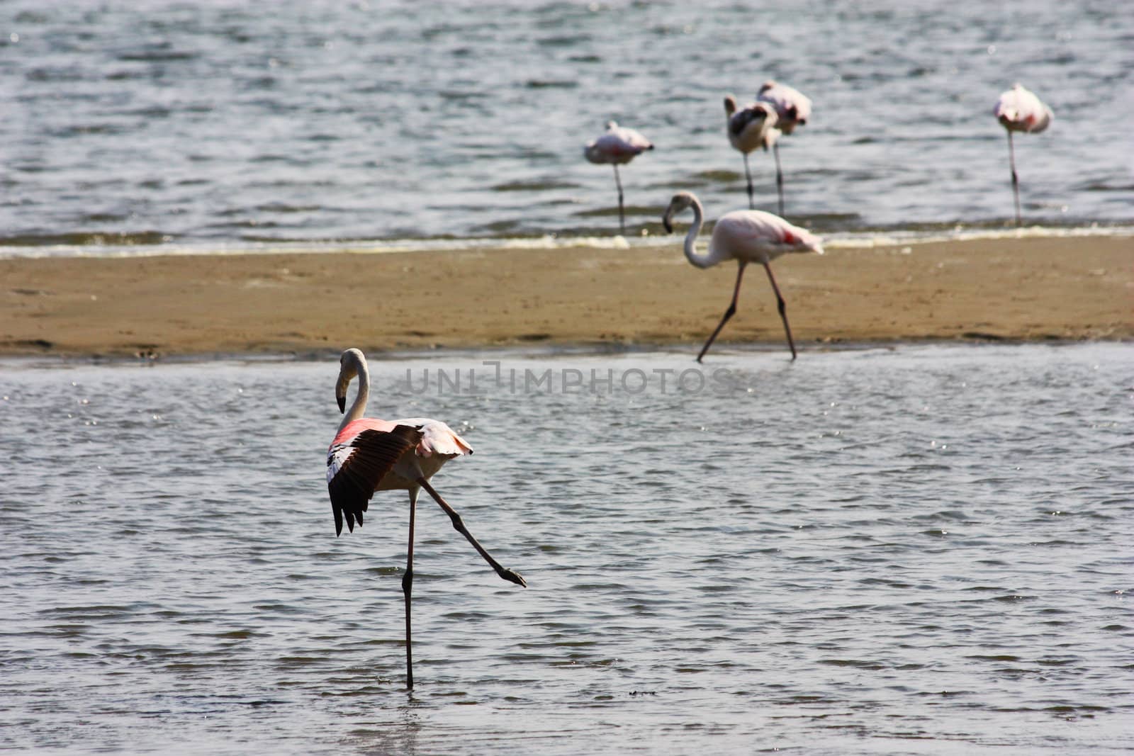 Namibian wild life, Walvis Bay , dry season