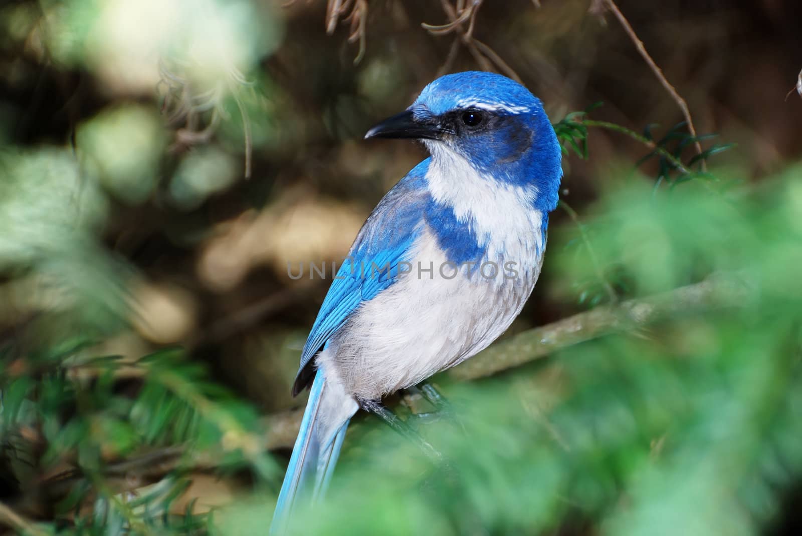 Western scrub jay or aphelocoma californica standing on a tree branch.