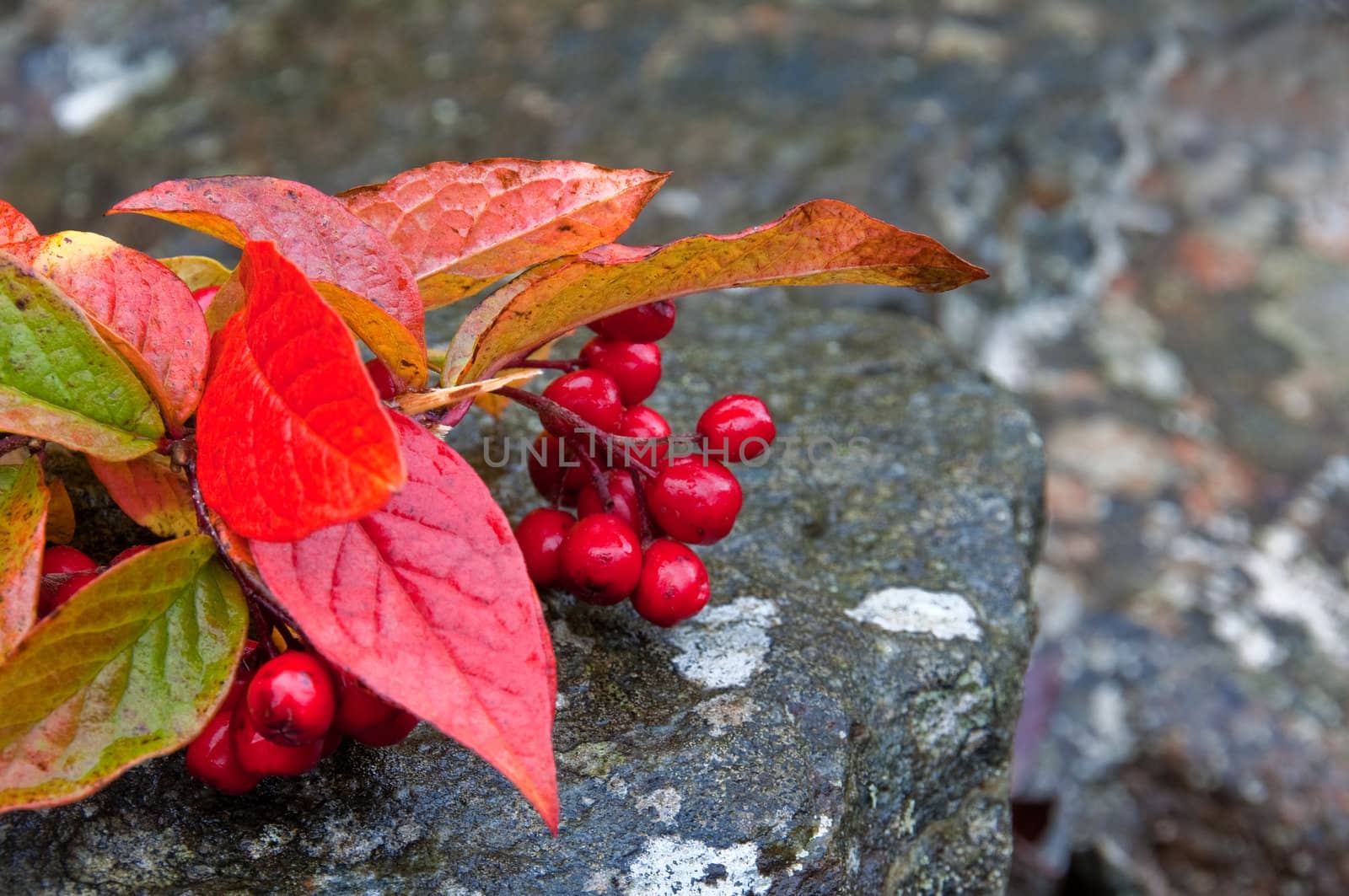 Red autumn leaves and red berries lying on the rocks
