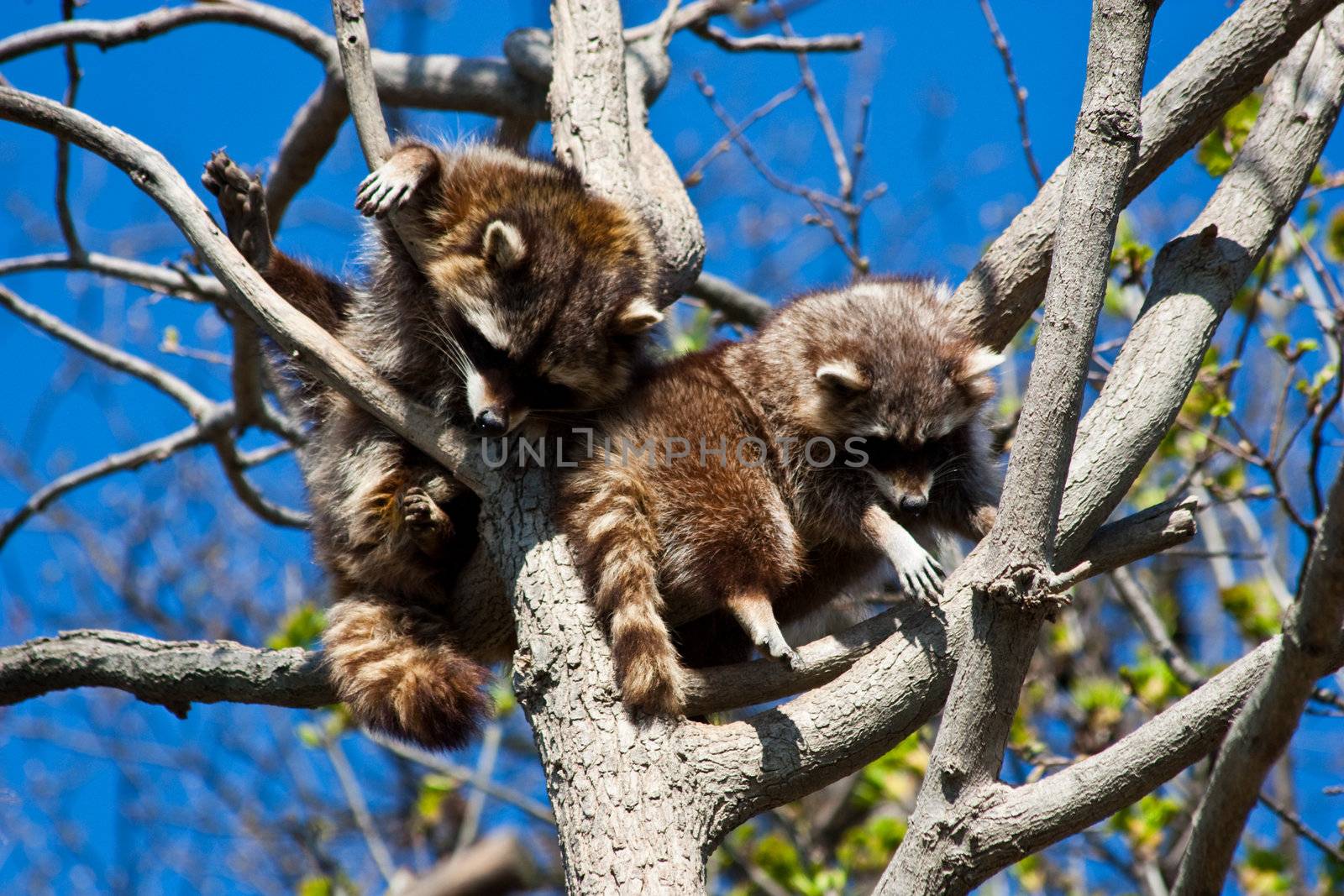 Procyon lotor Linnaeus: classification Mammalia - Placentalia - Carnivora - Fissipedia